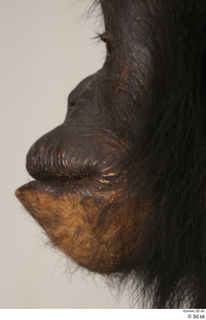 Chimpanzee Bonobo mouth 0005.jpg